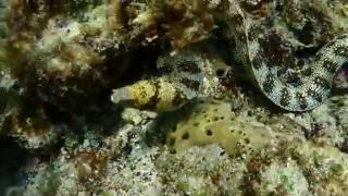 20161030 小琉球岸潛15 - 某種海鰻