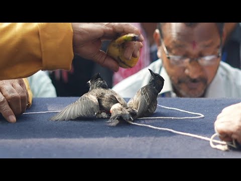Video Thumbnail: Indian songbird fights return after cruelty ban overturned | AFP