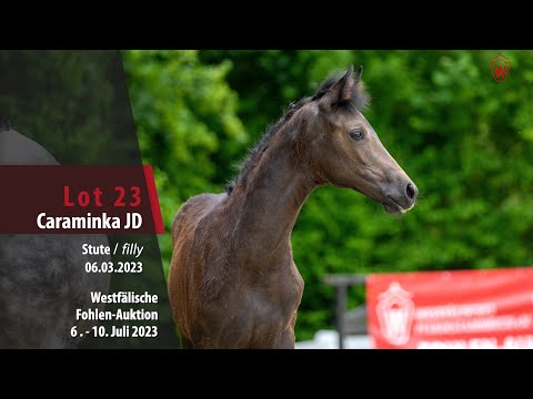 Fohlen-Auktion Lot 23 Caraminka JD Stute v. Comme le père - Hermes de Lux
