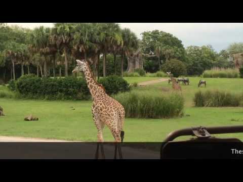 Orlando Moments #9 - On Safari at Animal Kingdom!