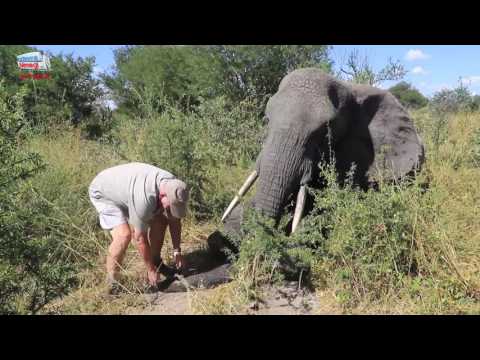 EWB collaring elephants in the CKGR