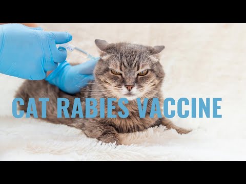 Cat Rabies Vaccine| What You Need To Know|
