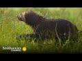 Gulo Gulo Means Glutton 🍴 This Wolverine Lives Up To Her Latin Name | Smithsonian Channel