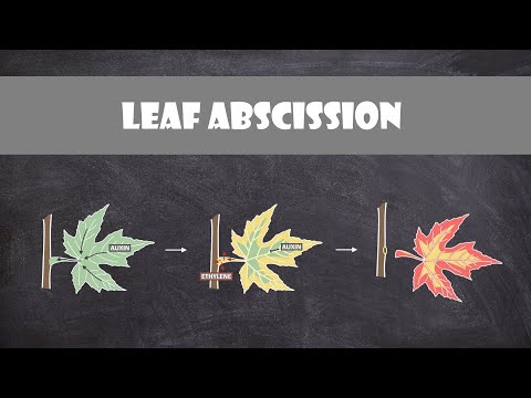 Leaf Abscission | Plant Biology