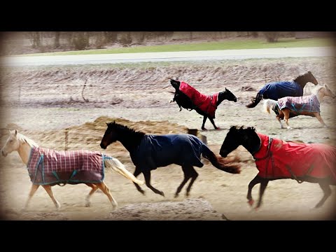 SOMETHING TERRIFYING HAPPENED TO OUR HORSES! Day 103 (04/11/20)