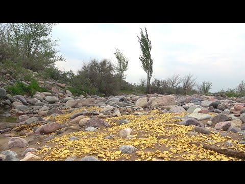Simple signs of gold and diamonds in river