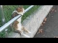 [ Cat sitting relaxed／ 夕暮れの お座り猫ちゃん ] Cat+1 Channel 
