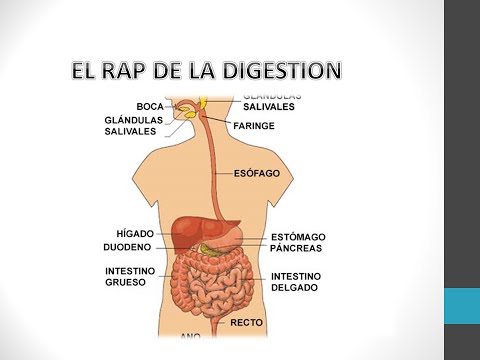 El Rap de la Digestión - Oscorp Alexander (Aparato Digestivo)