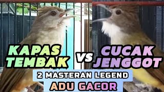 Download lagu CUCAK JENGGOT VS KATEM ADU GACOR MASTERAN TERBARU 2026 mp3 Download lagu CUCAK JENGGOT VS KATEM ADU GACOR MASTERAN TERBARU 2026 mp3