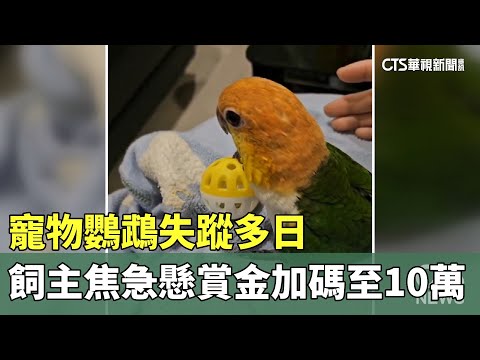 寵物鸚鵡失蹤多日　飼主焦急懸賞金加碼至10萬
