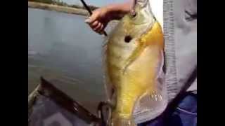 preview picture of video 'Fishing Lake Conroe Texas - Big Bluegill Sunfish !!'