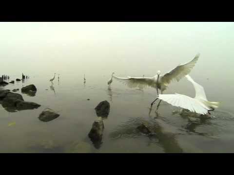 Egret Catching fish