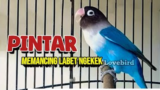 Download lagu LB Fighter GACOR Ngekek Panjang, PINTAR MEMANCING LAWAN Ikut Bunyi mp3