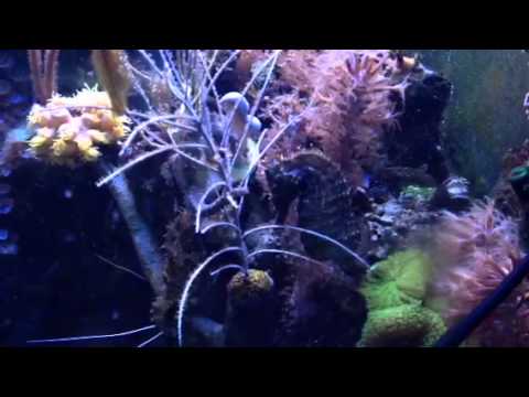 Seahorse Mating Dance
