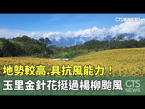 地勢較高.具抗風能力！　玉里金針花挺過楊柳颱風