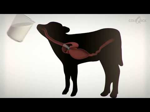 Why choose ColoQuick? – Daviesway Australian Dealer