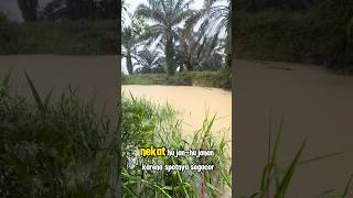 Download lagu Mancing Ikan Selais #selais #memancing #fishingvideo #fishing mp3 Download lagu Mancing Ikan Selais #selais #memancing #fishingvideo #fishing mp3