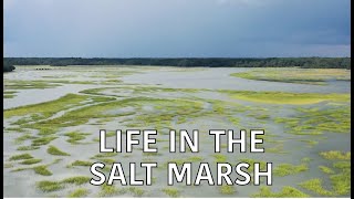 Coastal Kingdom | Season 4, Episode 3 – ‘Life in the Salt Marsh’ | Full Episode