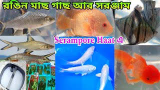 রঙিন মাছ গাছ আর সরঞ্জাম শ্রীরামপুর হাটে | Fish Shop Shrirampur Haat | Serampore Fish Market | Fish 
