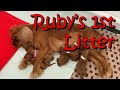 Cavalier King Charles Spaniel Birth Rubys 1st Litter Puppies