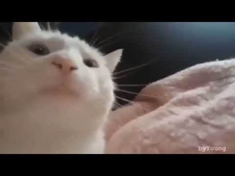 Nargis |Bangladeshi Singer|Cat memes video