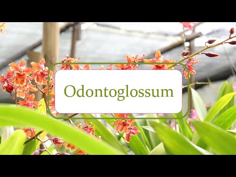 , title : 'Cultivo de orquídeas Odontoglossum - Segunda Parte | Alma del Bosque'
