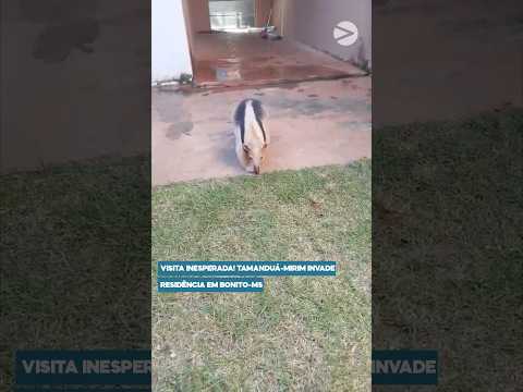 🚨VISITA INESPERADA! Tamanduá-mirim invade residência em Bonito-MS.