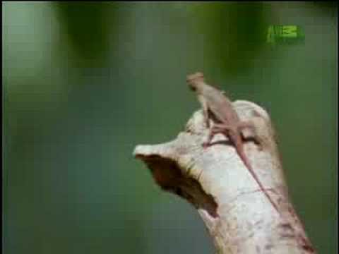 Fooled by Nature - Draco Lizard
