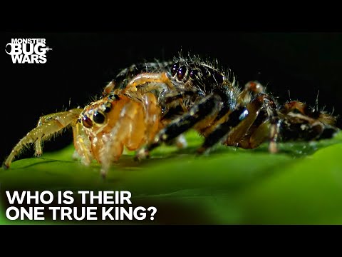 When Spiders Betray Their Own Kind... | Monster Bug Wars