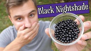 I ate a mouthful of black nightshade, here's what happened to my body...