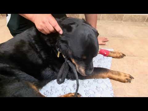 R.I.P. Macho 6/8/2016 - 5/15/2025