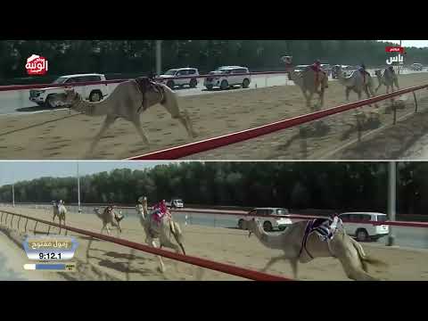 ش 8 (وسيم) لـ هجن الشحانية 12:39:21 ، ختامي المرموم 2026/03/29 حول زمول