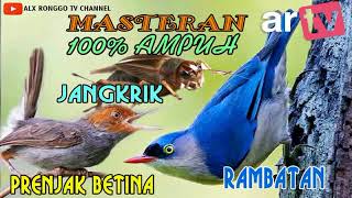 Download lagu Masteran Suara Burung Rambatan, Jangkrik, Prenjak Betina 100% Ampuh Suara Jernih dan Cepat Masuk. mp3
