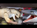 Jurassic World Rebirth Toys Hunt NEW BEIPIAOSAURUS ARCHAEORNITHOMIMUS CEOPTERA MINQARIA