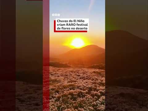 Chuvas do El Niño despertam sementes adormecidas e fazem deserto do Atacama florescer