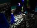 Mengamuk Ikan Kerapu Melody Besar Mantap Jos