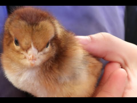 Baby Chicks In The Mail? Here Are A Few Tips. 50 Various Breed Cockerels. FFE#36