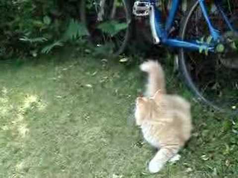 Dema playing in garden 3 June 07 8:17am