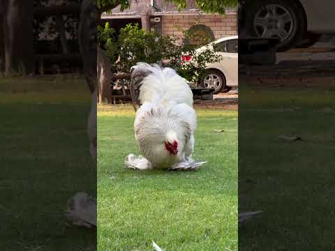 WORLD LARGEST BREEDS OF CHICKENS -TOP BLOODLINE- BRAHMA CHICKEN- HMM FARMS #animals #chicken #birds