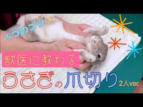 ウサギの爪の切り方
