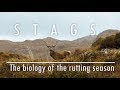 Nature’s stag do | The biology of the rutting season