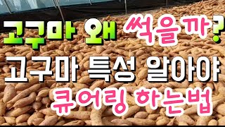 고구마 왜 썩을까 ? 맛있게 숙성 적정 온도는 ?큐어링 처리 하는법 정확히 알아야 ~ 고구마 큐어링 처리법 …