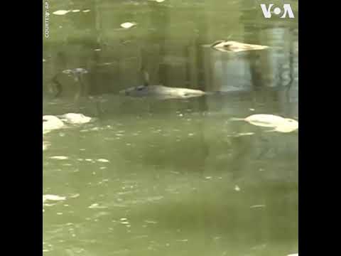 ԱՌԱՆՑ ՄԵԿՆԱԲԱՆՈՒԹՅԱՆ. Ավստրալիայում չափազանց բարձր ջերմաստիճանի հետևանքով ձկները սատկել են