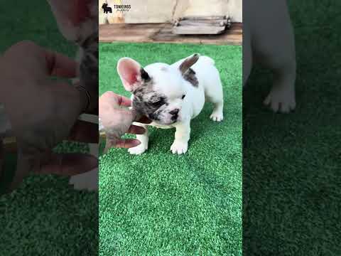 Video 3