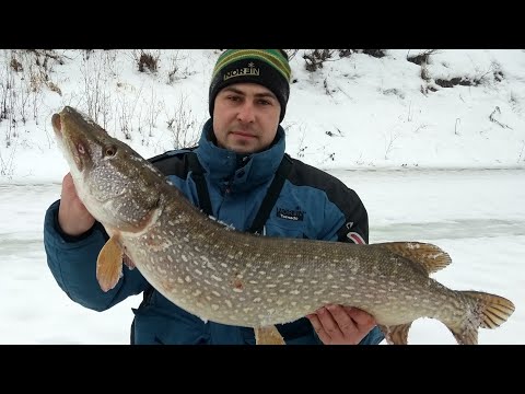 ЕЛЕ ВЛЕЗЛА В ЛУНКУ. КРОКОДИЛ на Жерлицу. ТРОФЕЙ 2019