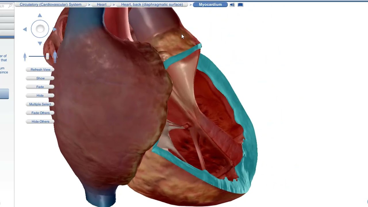 رحلة داخل الجهاز الدوري شرح القلب والدم والاوعية الدموية