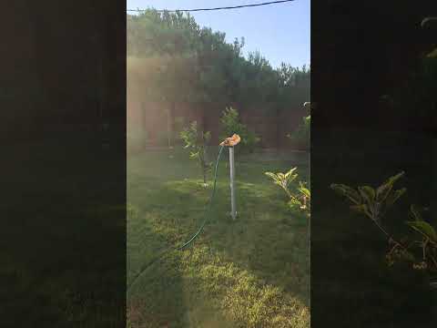 San Antonio, Rocha Uruguay yard and garden update