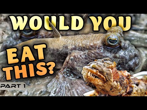 EP888-P1 - Mudskippers Catch and Cook