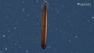 A remarkable new sighting: Dragonfish lurk in the dark depths