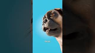 How We Ruined Pugs 😢